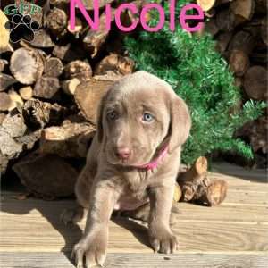 Nicole, Silver Labrador Retriever Puppy